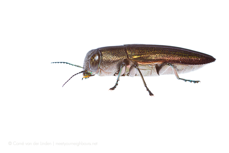 <!--Melobasis cuprifera, Shining pea jewel beetle-->